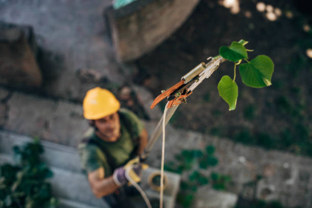 Reliable Gulf Shores, AL Tree Services Solutions