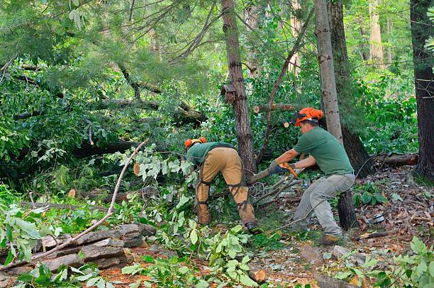 How Our Tree Care Process Works  in  Gulf Shores, AL